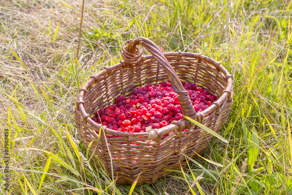 berry raspberries in a basket on the grass
berry raspberries in a basket on the grass
