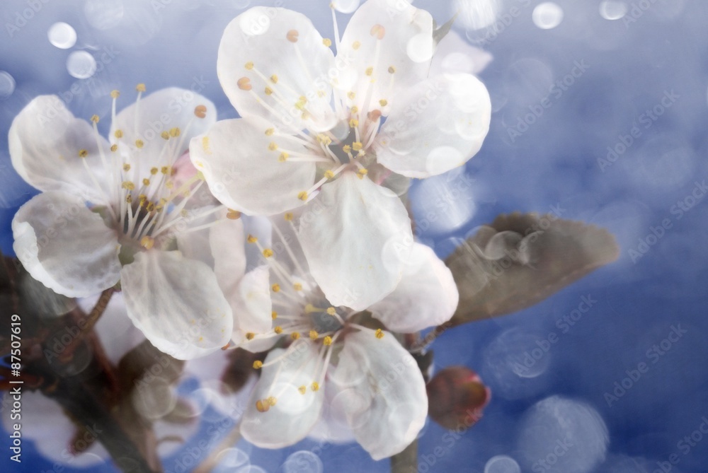 Fototapeta premium White flowers and bokeh. Spring background.