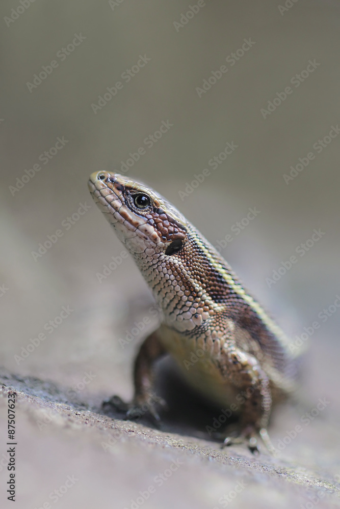viviparous lizard or common lizard , Zootoca vivipara viviparous lizard or common lizard , Zootoca vivipara