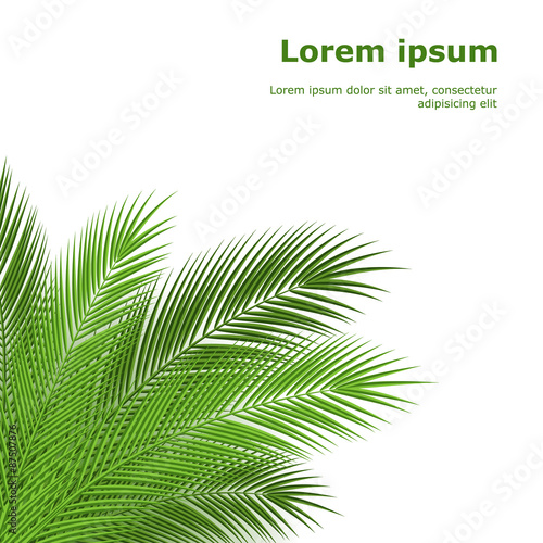 Tropical leaves