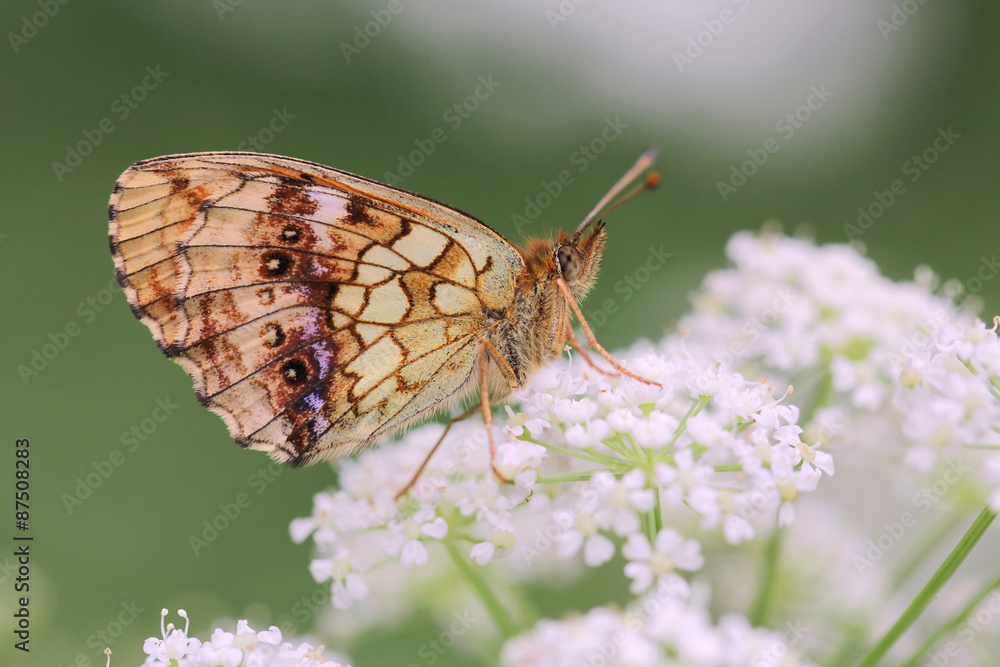 Fototapeta premium Butterfly close up - Heath fritillary - Melitaea athalia butterfly 