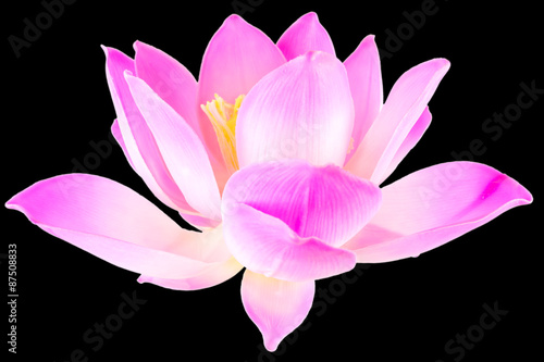  fleur de lotus sur fond noir