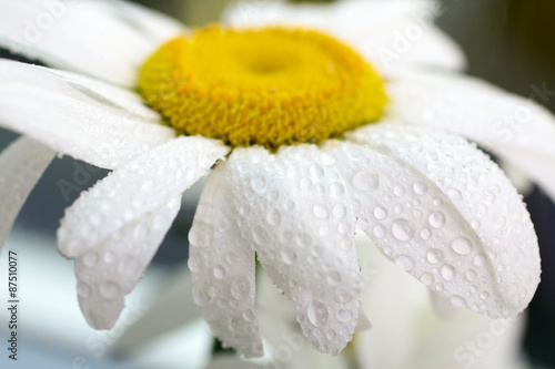 Chamomile with drops of dew on a blurred background