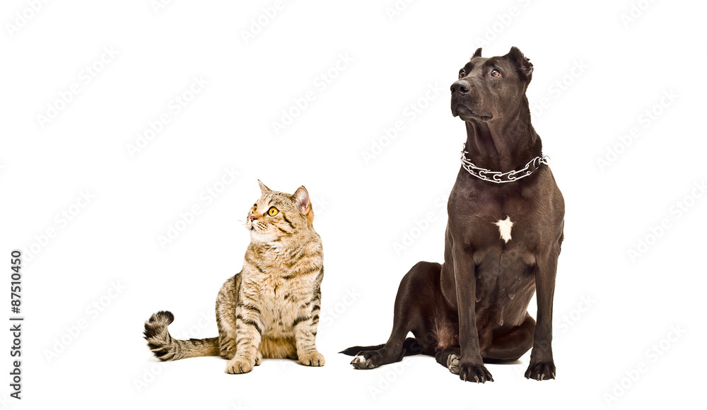 Staffordshire Terrier and cat Scottish Straight sitting together