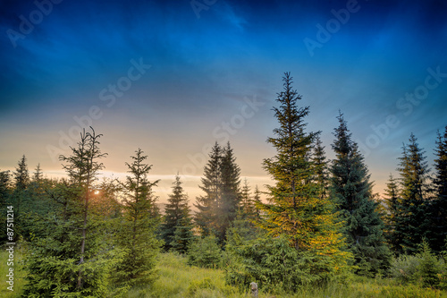 Sunset in spruce forest
