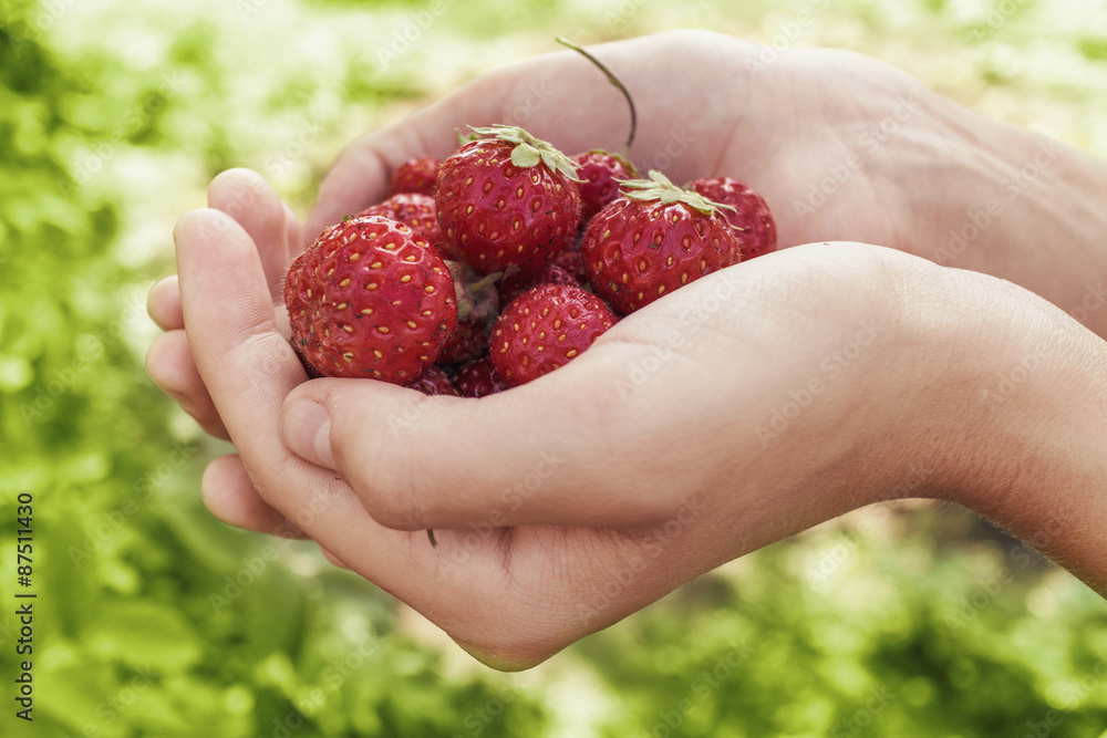 Strawberry lie in female hands Strawberry lie in female hands