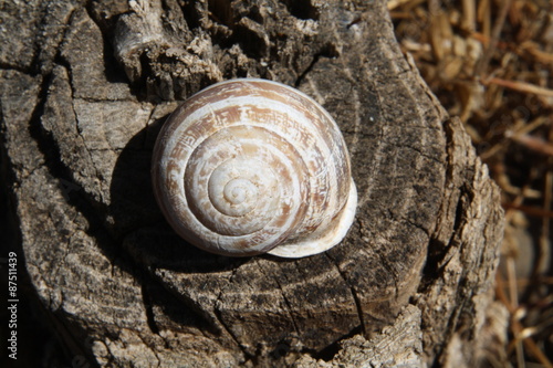 Eobania vermiculata photo