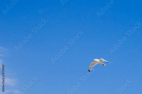 Cormorant flying in the sky