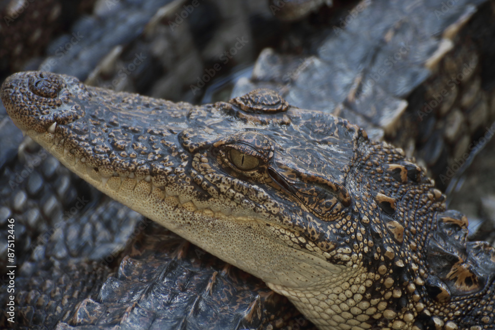 Obraz premium Closeup a crocodile head