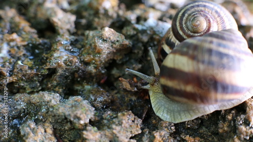 snail
