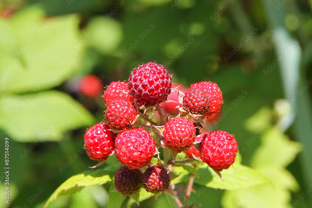 Ripe raspberry bush. Ripe raspberry bush.