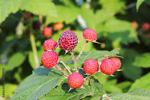 Ripe red raspberry in garden.