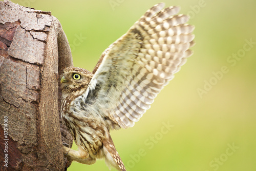 Little owl going into a hollow of a tree