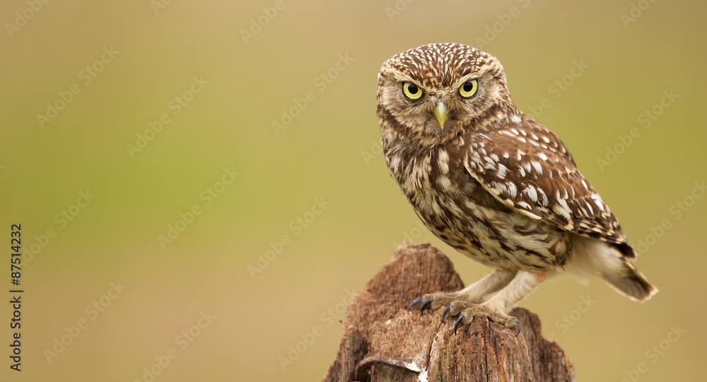 Little owl on an old post looking at the camera - obrazy, fototapety, plakaty 
