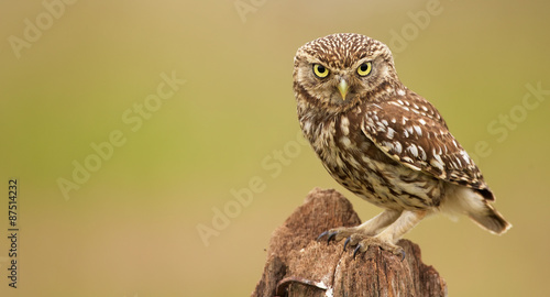 Little owl on an old post looking at the camera