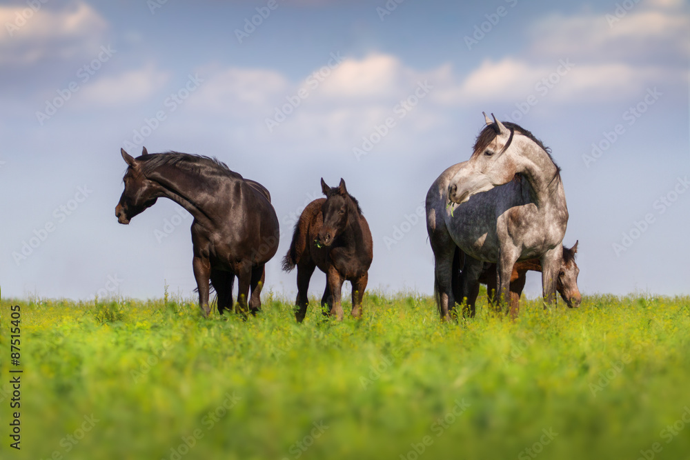 Fototapeta premium Herd of mare and colt in spring pasture grazing