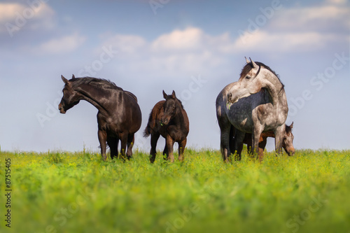 Herd of mare and colt  in spring pasture grazing