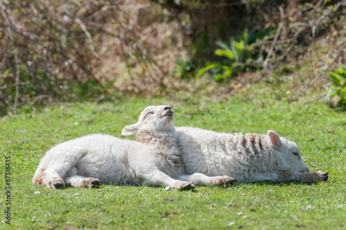 cute lambs sunbathing in springtime sunshine