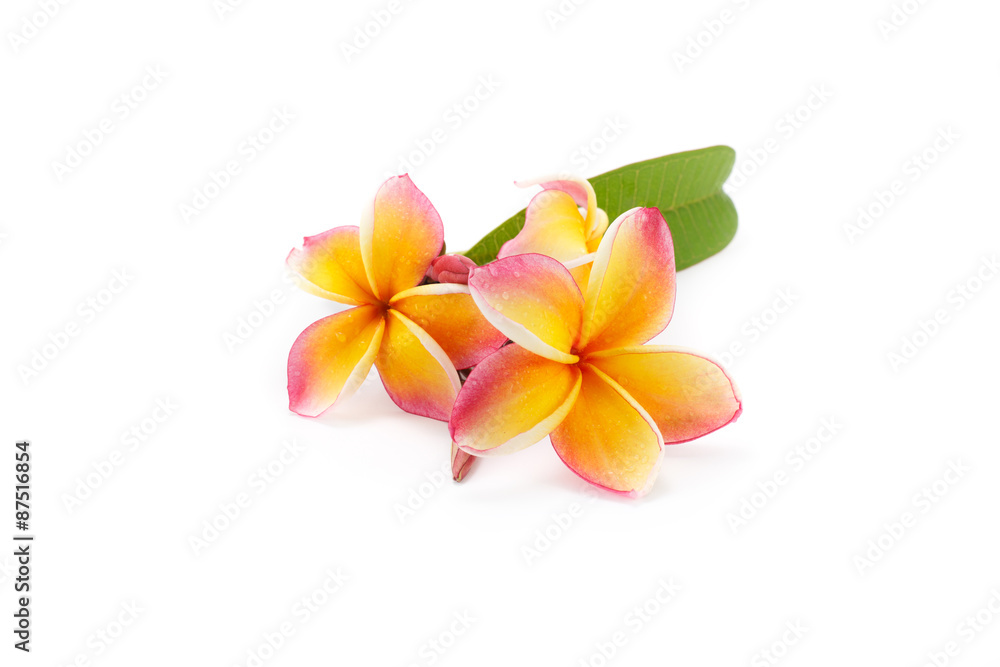Fototapeta premium frangipani flower isolated on white