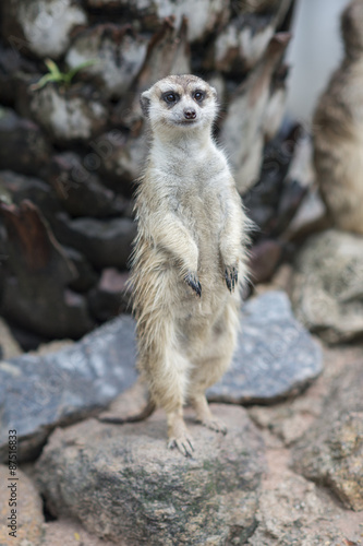 Meerkat Portrait © Urasha Photography