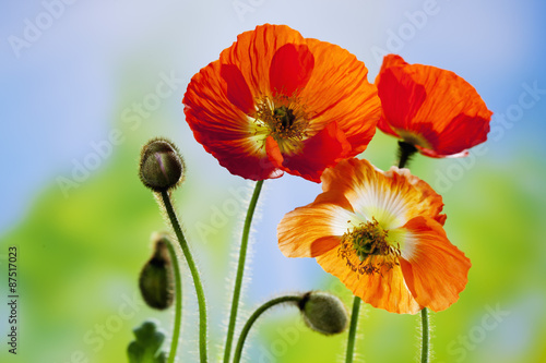 Fototapeta Naklejka Na Ścianę i Meble -  Island-Mohn (Papaver nudicaule), Islandmohn