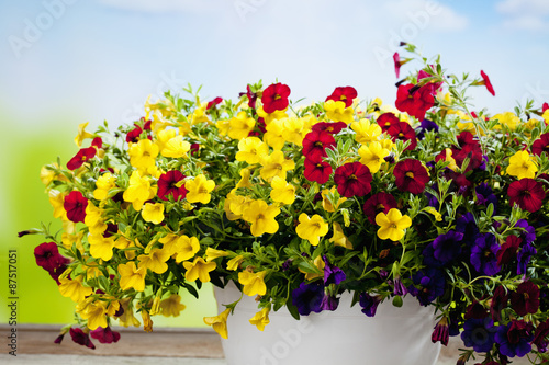 Zauberglöckchen, Calibrachoa, Millionbells, Balkonpflanze photo