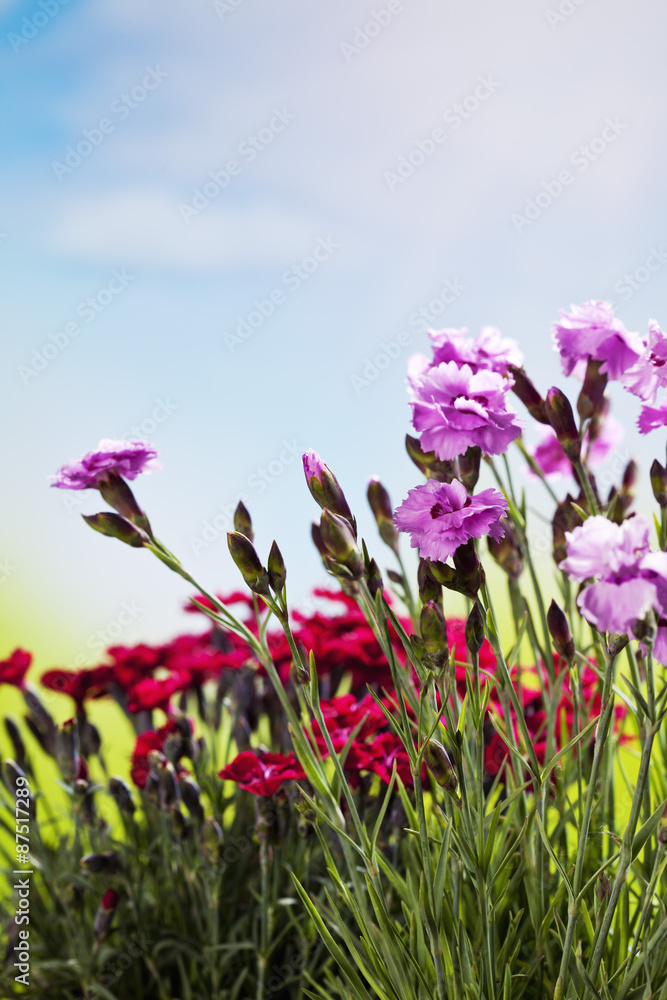 Rote und rosa Englische Duftnelke (Dianthus) Rote und rosa Englische Duftnelke (Dianthus)