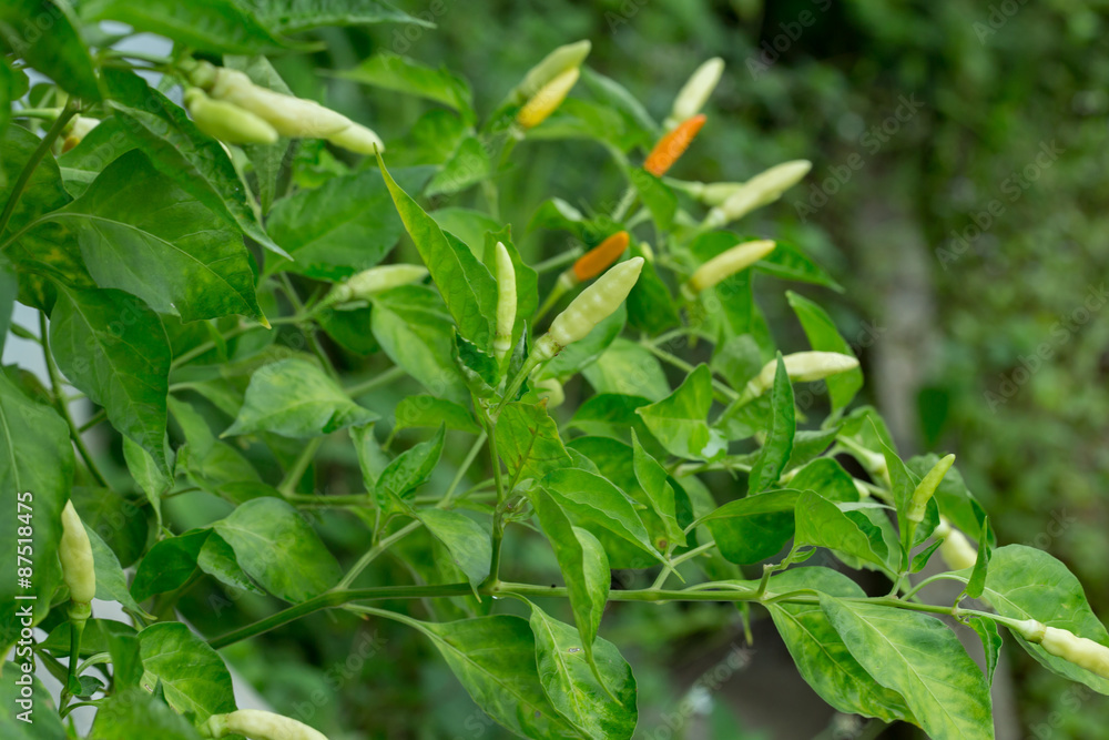 Fototapeta premium fresh chili peppers on tree