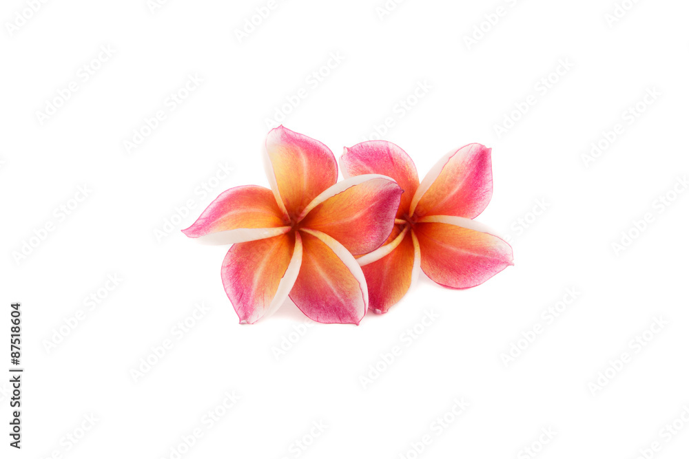 Fototapeta premium frangipani flower isolated on white