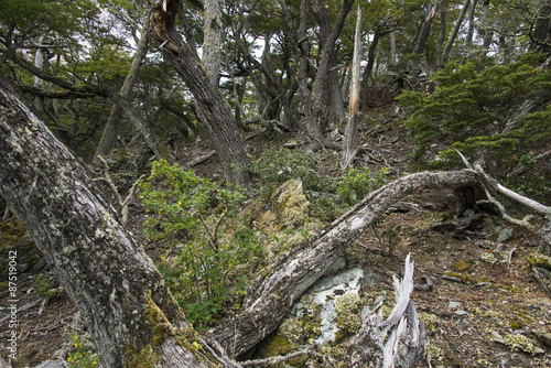 Hêtre de Magellan, Nothofagus betuloides,  Terre de Feu, Patagonie, Argentine photo