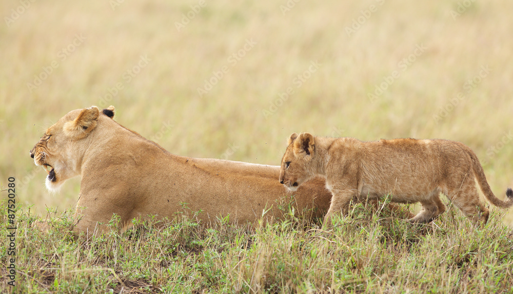 Wild Lion cub walking up to its mother Wild Lion cub walking up to its mother