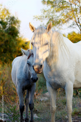 white Wild horse