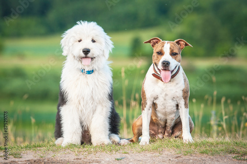 Bobtail puppy with american staffordshire terrier dog