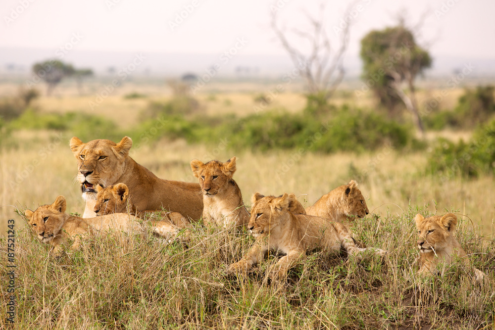 Naklejka premium Little lion cubs relaxing