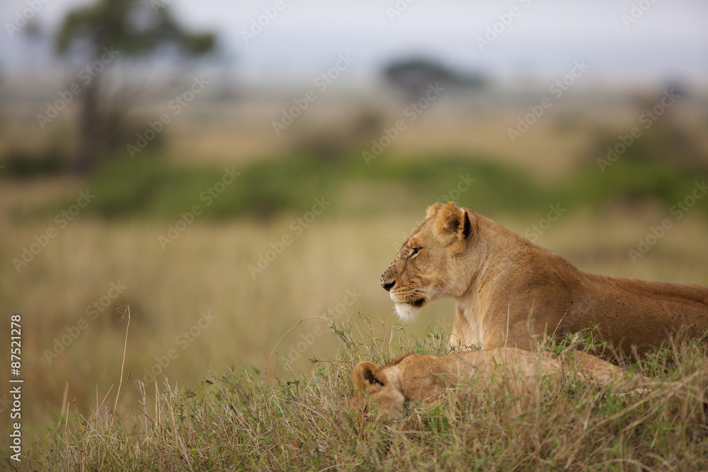 Lioness Lioness