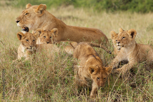 Fotografia, Obraz Little lion cubs