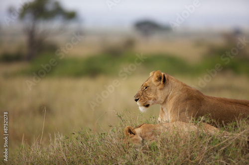 Lioness