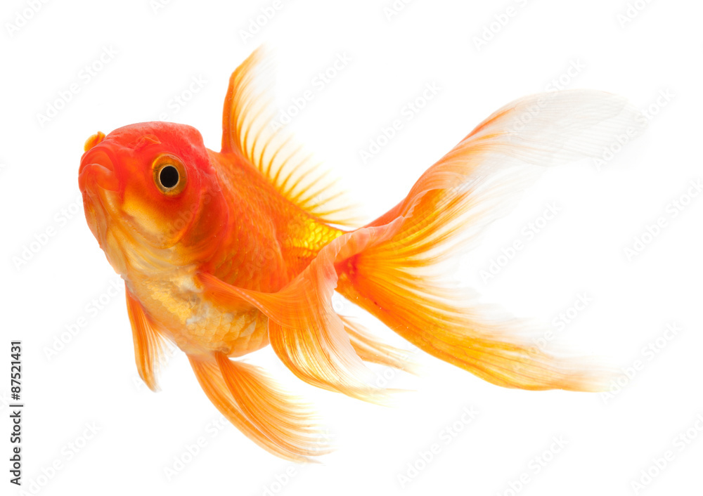 Obraz premium Goldfish isolated over white background