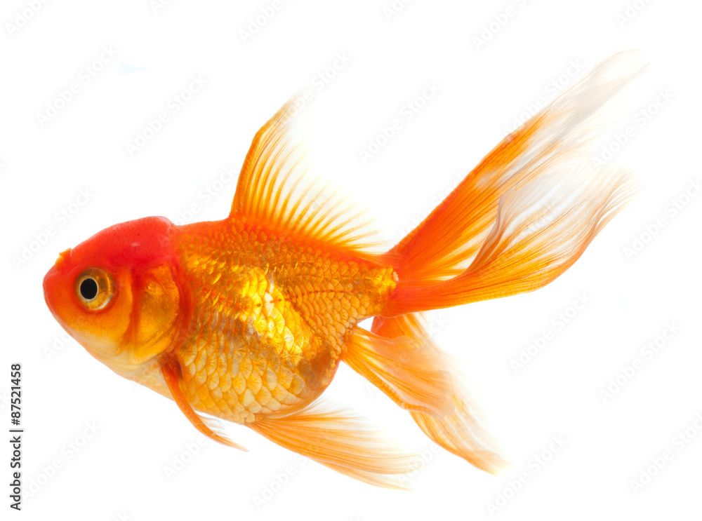 Goldfish isolated over white background Goldfish isolated over white background