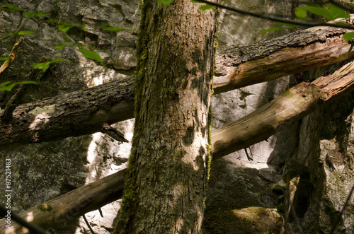 fallen trunks in a forest