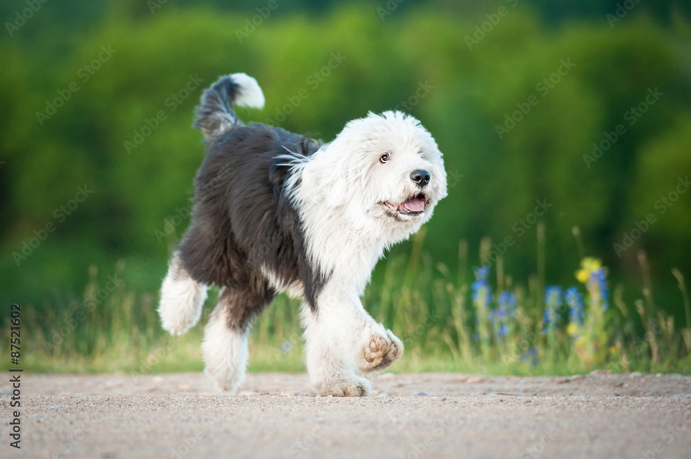 Funny bobtail puppy running in summer