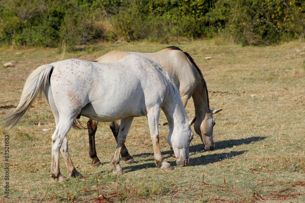 Horse Lipizzaner Horse Lipizzaner