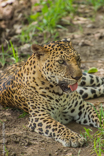 Leopard © Zuurbiero