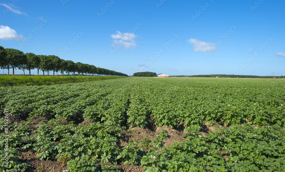 Potatoes growing in a field in summer