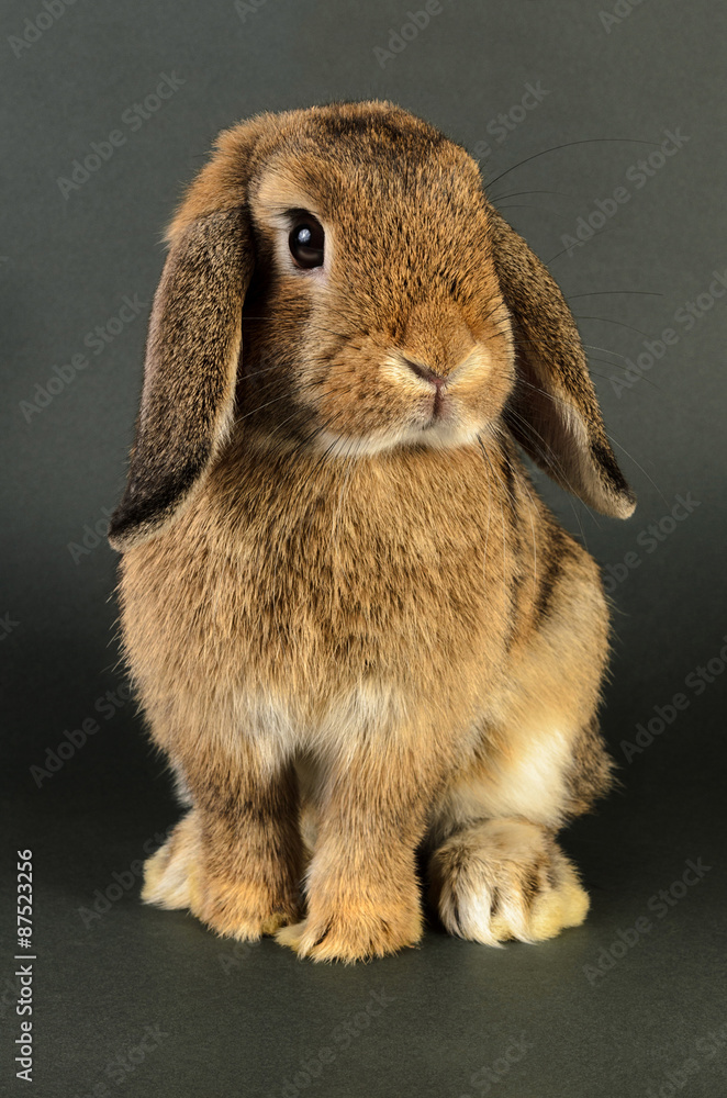 Coneja Mini Lop Coneja Mini Lop