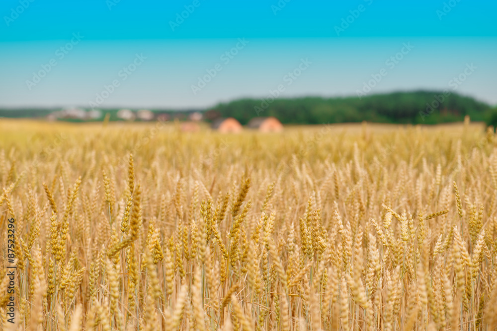 Golden Wheat Field. Wheat field ready for harvest. The focus in Golden Wheat Field. Wheat field ready for harvest. The focus in