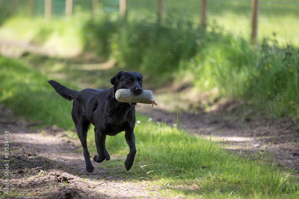 Labrador Retriever with a Training Dummy Labrador Retriever with a Training Dummy