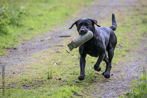 Labrador Retriever with a Training Dummy