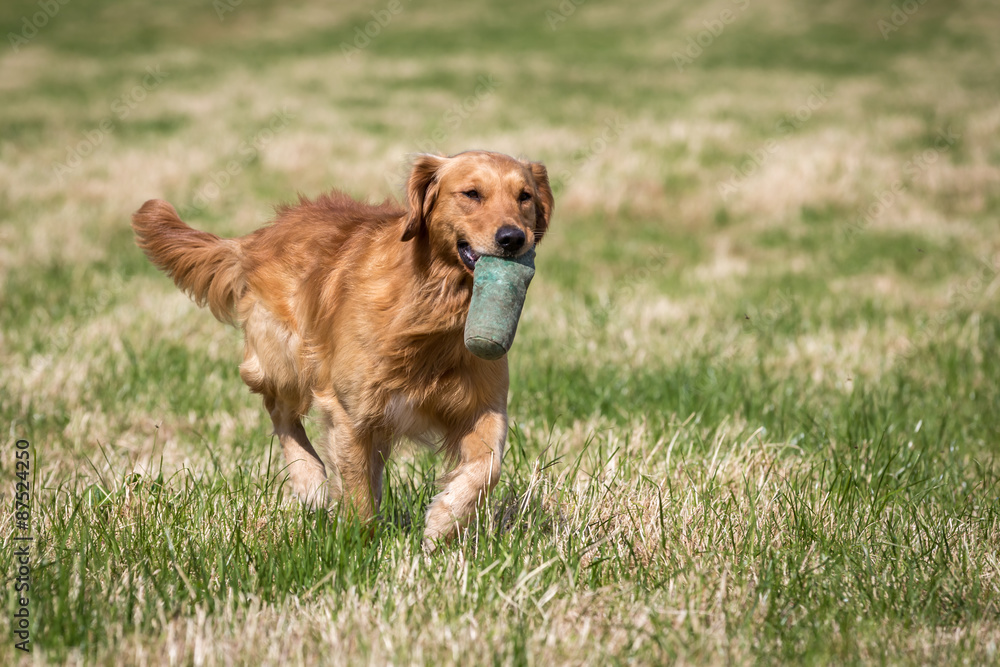 Golden Retriever with a Training Dummy Golden Retriever with a Training Dummy
