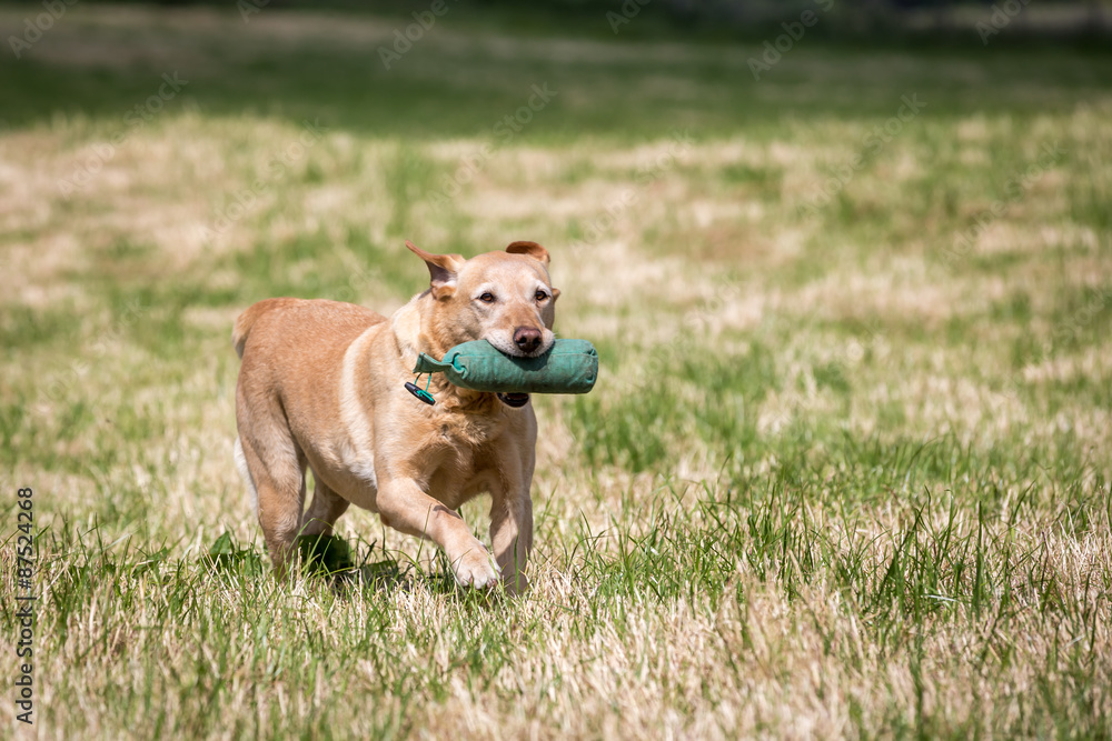 Labrador Retriever with a Training Dummy